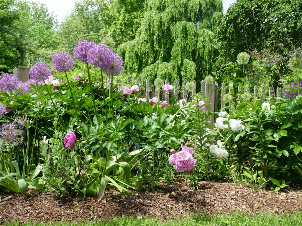 Peonies in the Garden