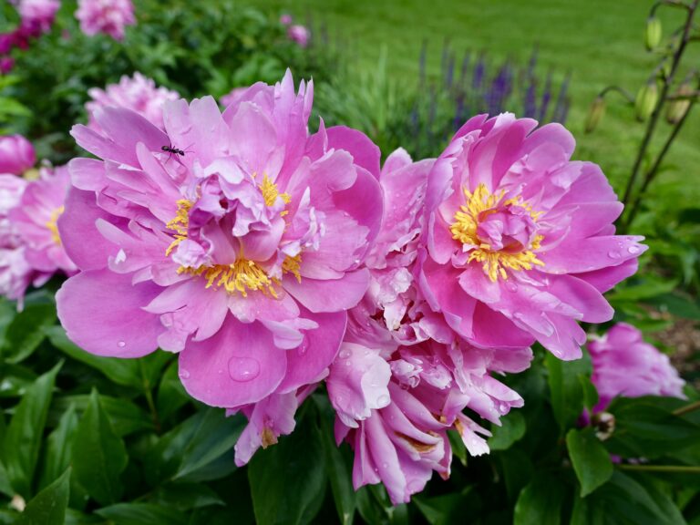 Read more about the article Peony Highlights