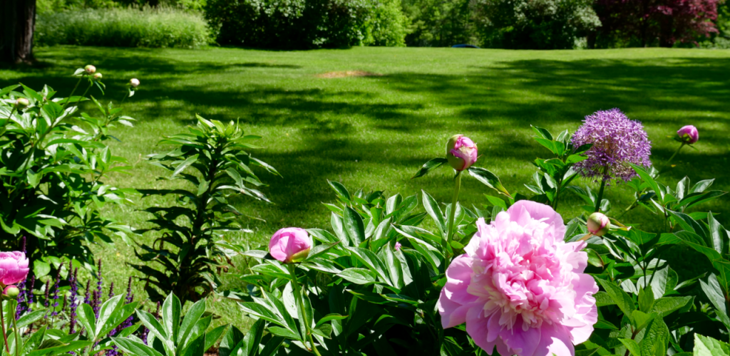 Peonies & Lawn